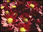 red_flowers_Watercolor.jpg