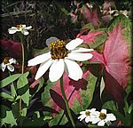 white_flower_water_color.jpg