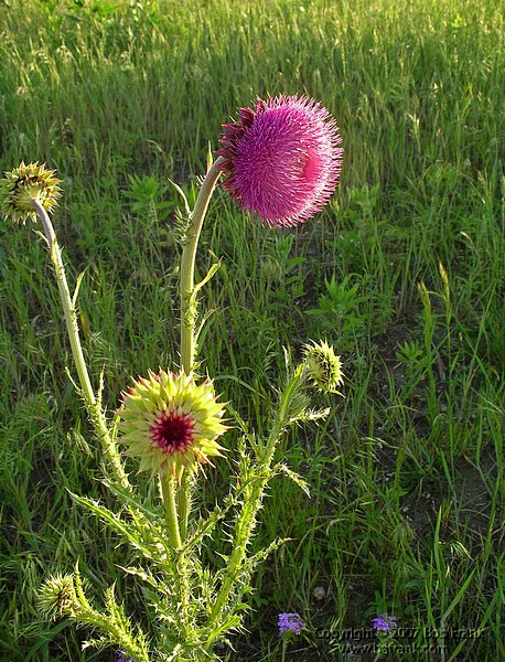 5-6wild flowers.jpg