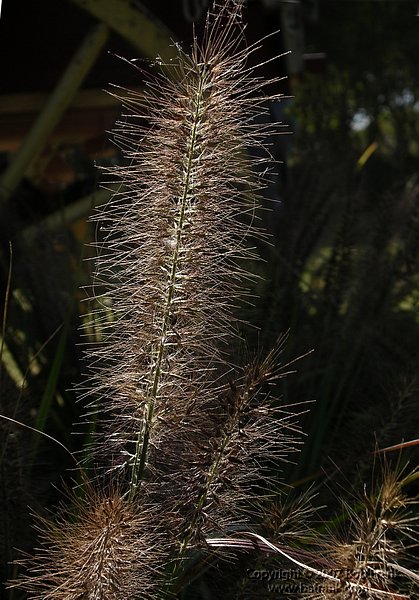 Bottle_brush.jpg