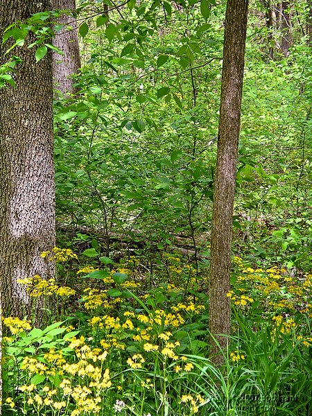 IMGP2698_rev.jpg