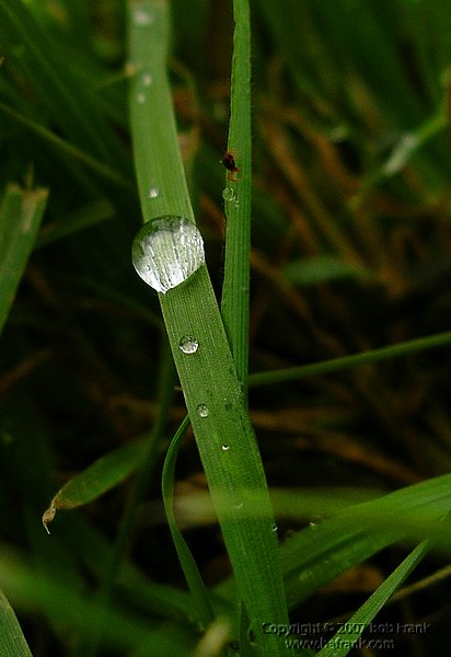 blade_of_grass.jpg