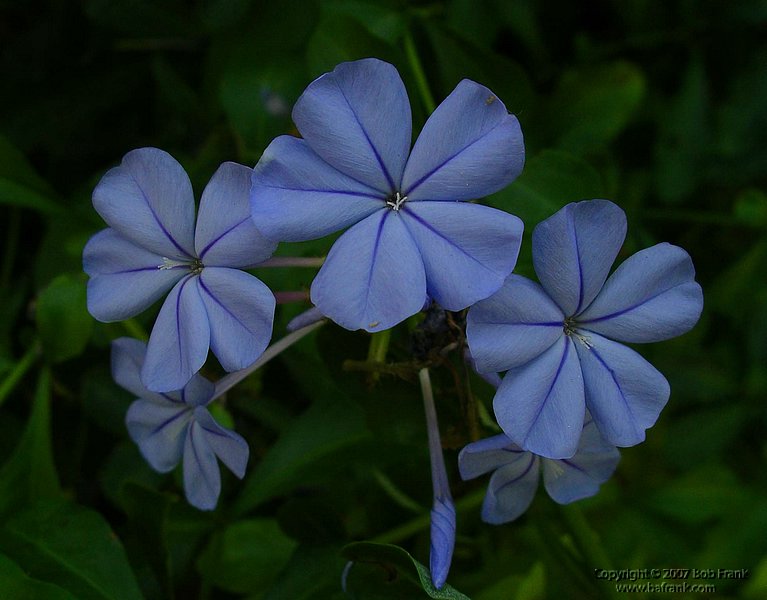blue_flowers.jpg