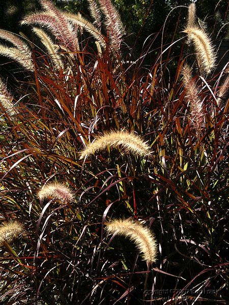 fuzzy_grass.jpg
