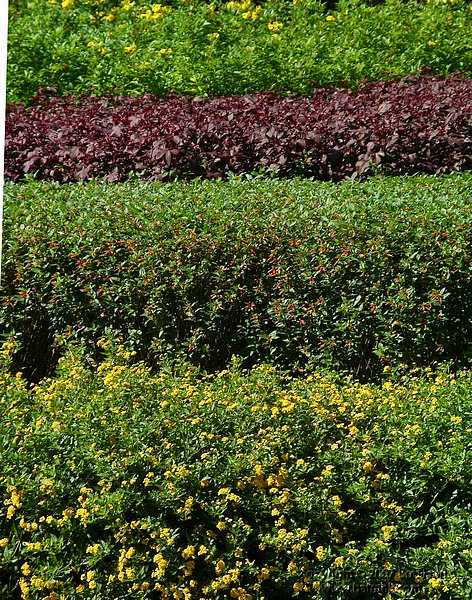 layer_bushes.jpg