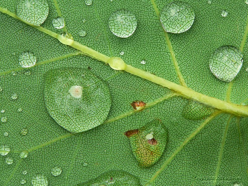 leaf.jpg
