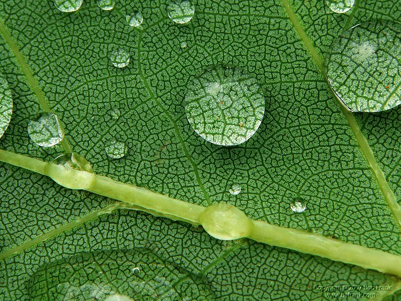 leaf3.jpg