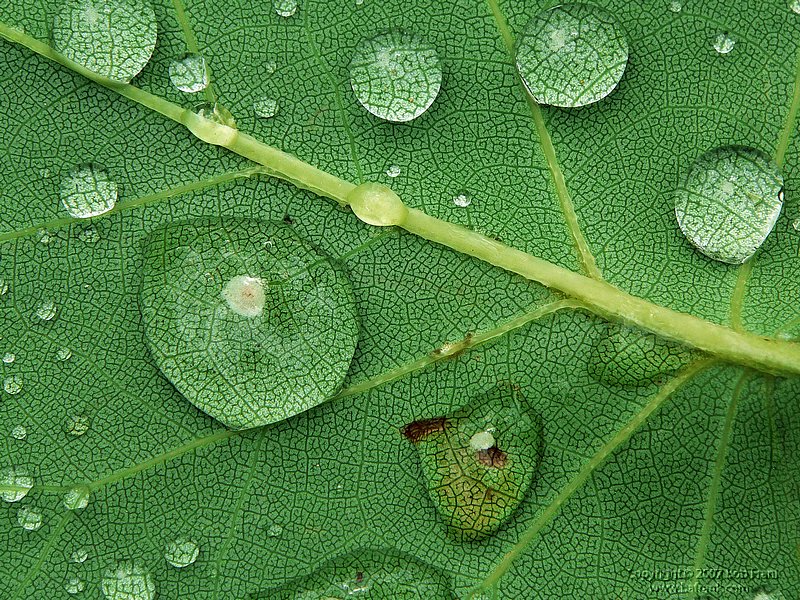 leaf_rev.jpg