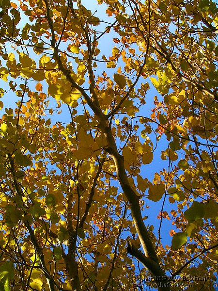 leaves2a.jpg