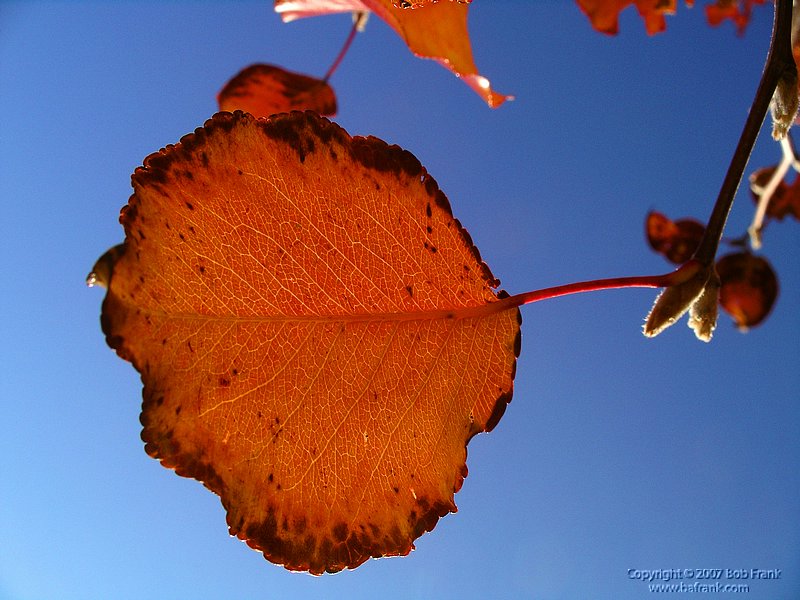 orange leaf.jpg