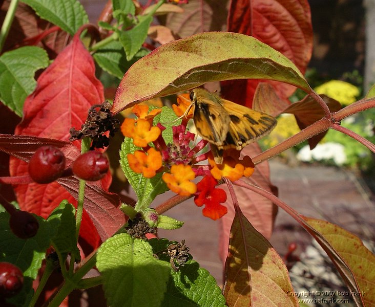 orange_leaves.jpg