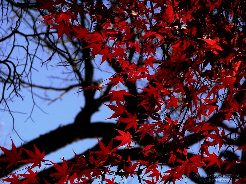 red leaves.jpg