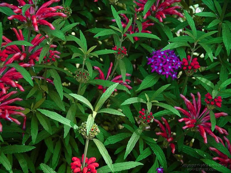 red&purple.jpg