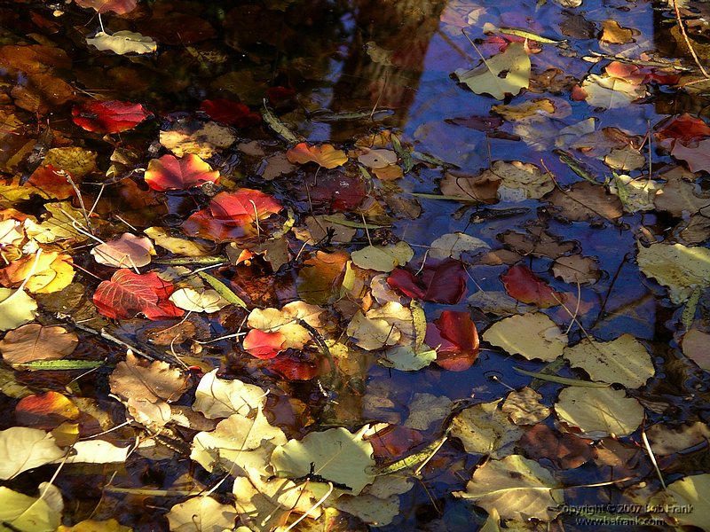 reflections2.jpg