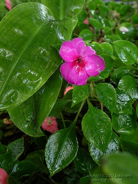 wet_flower.jpg