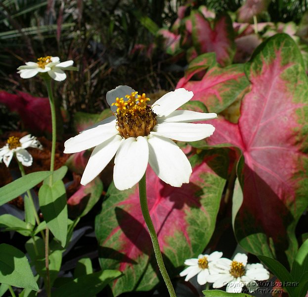 white_flower.jpg