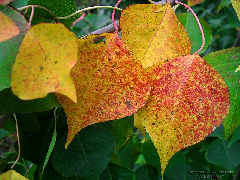 yellow_leaves2.jpg