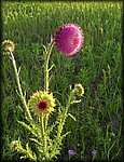 5-6wild flowers.jpg