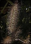 Bottle_brush.jpg