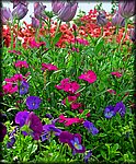 IMGP2611_rev.jpg