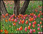 IMGP2646_rev.jpg
