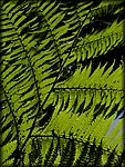 fern2.jpg