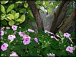 flowers&trees.jpg