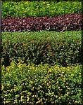 layer_bushes.jpg