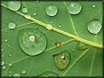 leaf.jpg