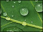 leaf3.jpg
