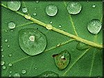 leaf_rev.jpg