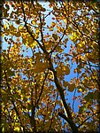 leaves2a.jpg