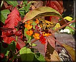 orange_leaves.jpg