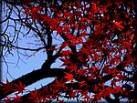 red leaves.jpg