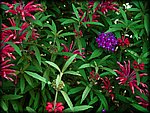 red&purple.jpg