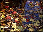 reflections2.jpg