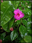 wet_flower.jpg