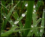 wet_grass.jpg