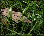 wet_grass3.jpg