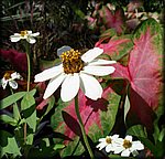white_flower.jpg