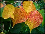 yellow_leaves2.jpg
