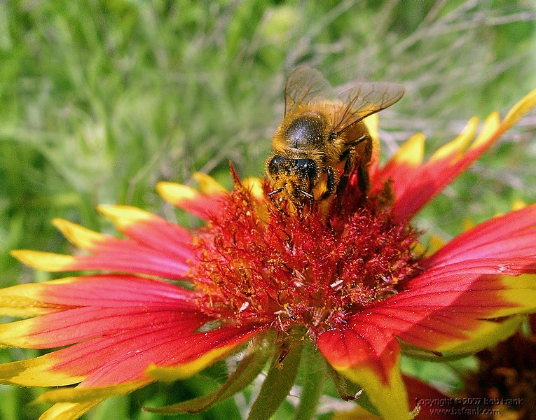 01bee in flower2.jpg