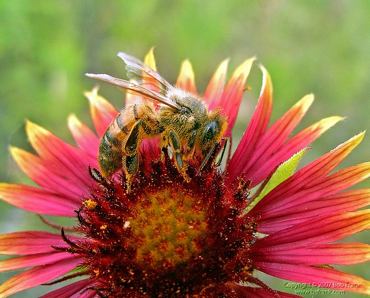 03bee on flower.jpg