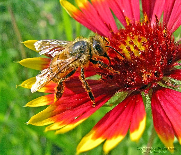 04bee.jpg