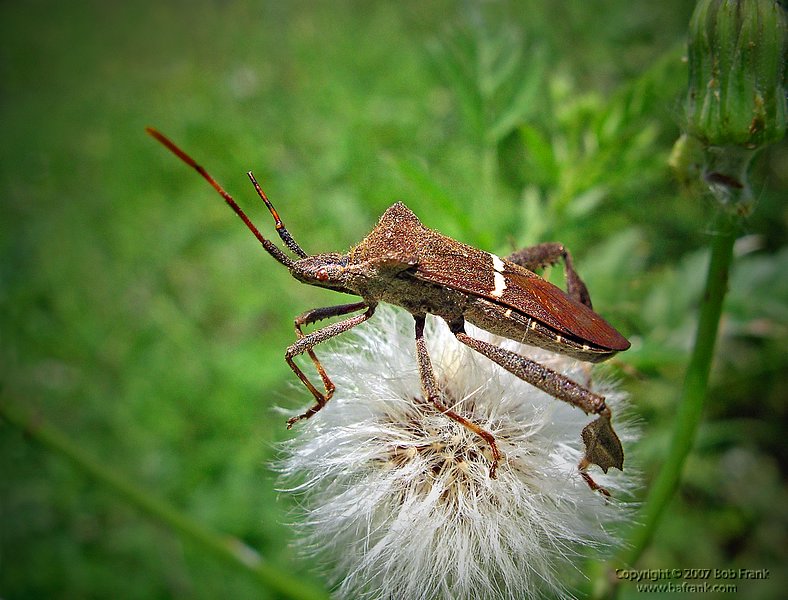 4-26stink_bug_rev.jpg