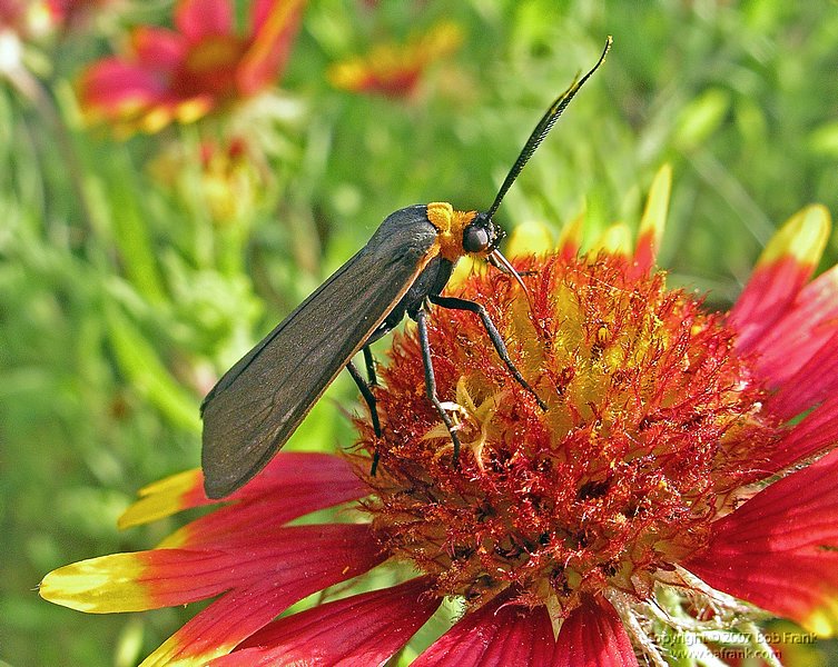 5-14butterfly_red.jpg