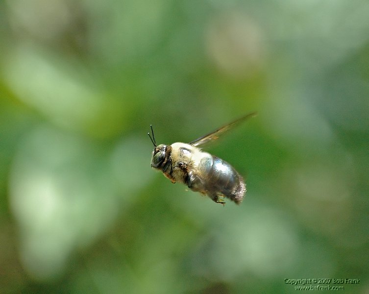 5-15bee flying rev3.jpg