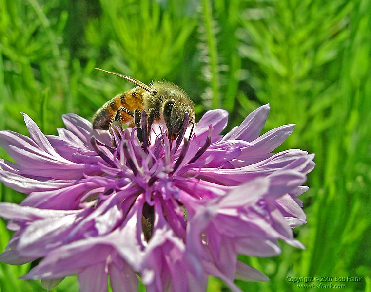 5-2bee on purple.jpg