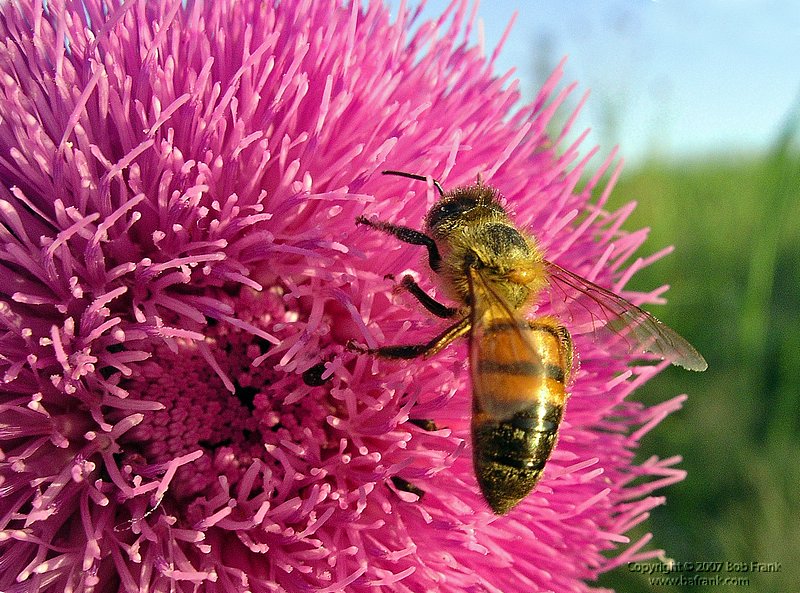 5-6bee on pink.jpg