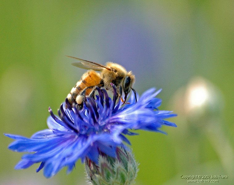 5-8bee on blue.jpg